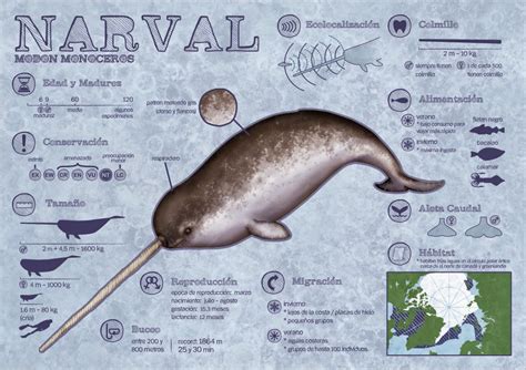 Alba R Luque Narwhals Infographics Infografia Sobre Los Narvales