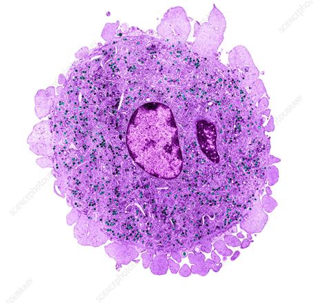 Bone Marrow Megakaryocyte Em Stock Image C0403849 Science