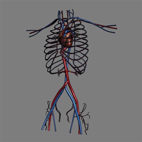 Human Male Torso Anatomy 3d Model By Cgshape