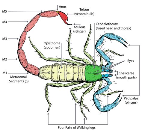 Scorpion Anatomy Ask A Biologist