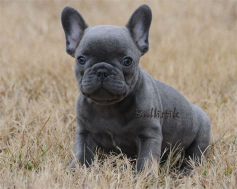 There's nothing more exciting than bringing home a new puppy! Blue French Bulldogs by Bullistik | My Love and Passion ...