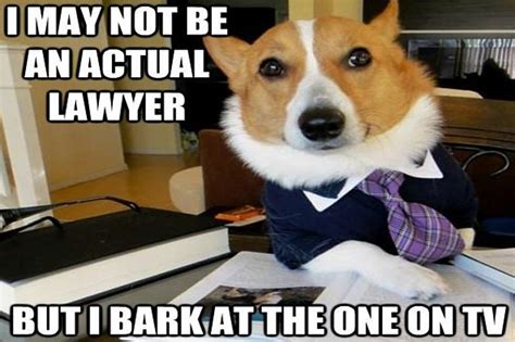‘lawyer Dog Meme Has A Nose For Justice