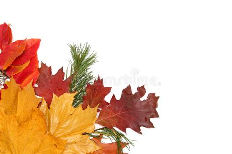 Colorful Autumn Leaves Border Stock Image Image Of Autumn White
