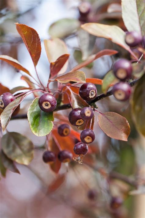 The Best Crab Apple Trees For Colour And Form Gardens Illustrated