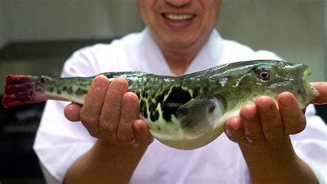 Almost Died Eating Fugupoisonous Puffer Fish In Tokyo 4k Youtube