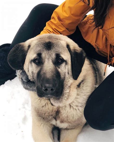 15 Amazing Facts About Anatolian Shepherd Dogs You Probably Never Knew