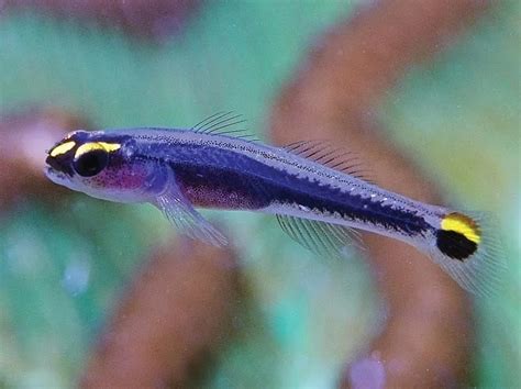 Fun Neon Goby Facts For Kids Kidadl