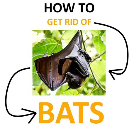 How to keep pests out. How to Get Rid of Bats Naturally (Little & Big Brown Bats ...