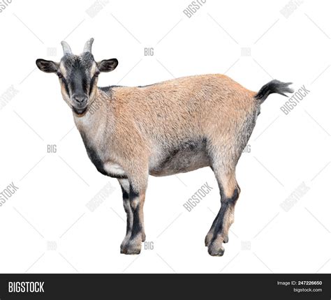 Goat Standing Full Image And Photo Free Trial Bigstock