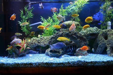 Fish And Aquarium Blog Must Have Aquarium Accessories