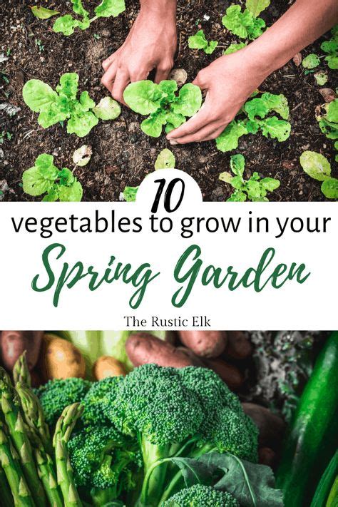 10 Vegetables For Your Spring Garden In 2020 Spring Vegetable Garden
