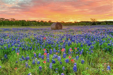 Bluebonnets Haybales At Sunrise Photograph By Bee Creek Photography