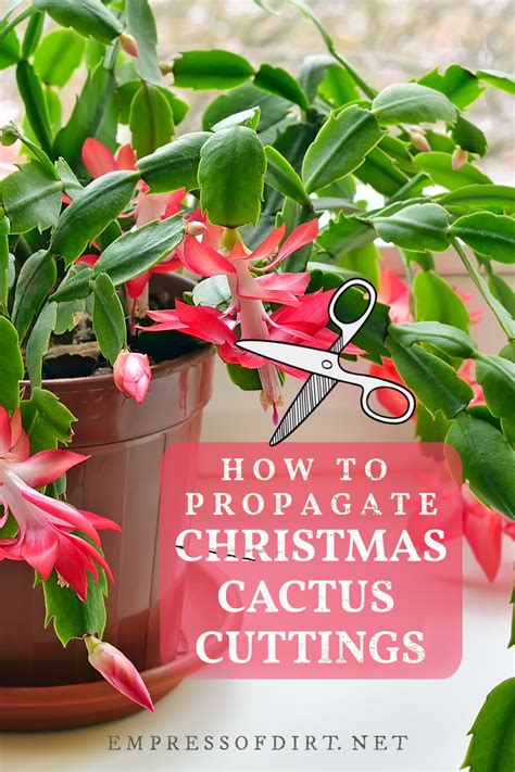 How To Grow Christmas Cactus Cuttings Propagation Tips Christmas