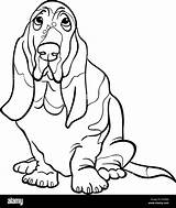 Basset Cartoon Hound Dog Coloring Alamy sketch template