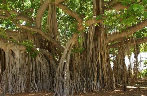 National Tree Of India Banyan Tree Facts Importance And Significance
