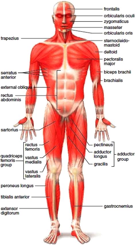 Anatomy Diagram Skeletal Torso