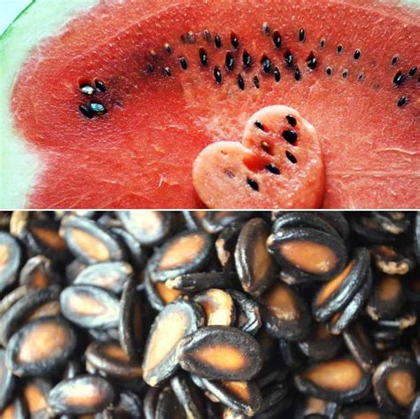 Top 17 Do Watermelon Seeds Need Light To Germinate
