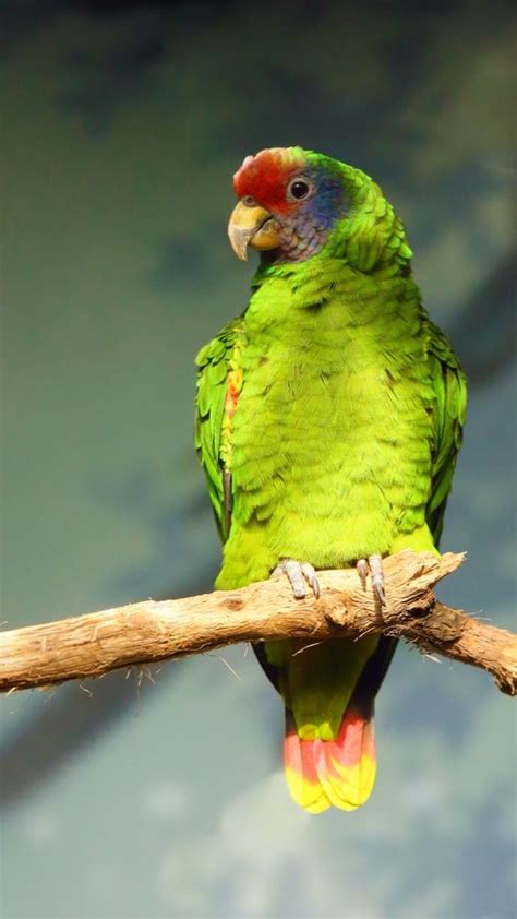 Endangered Parrots Endangered Species Photography Animals Parrot