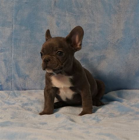 French bulldogs la is a french bulldog breeder located just outside los angeles in the ojai valley of ventura county in southern california. French Bulldog Puppies For Sale Las Vegas | French Bulldog ...