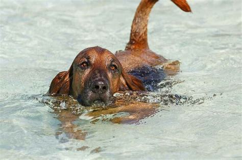 How Well Can A Basset Hound Swim Facts And Training Methods Pet Arenas
