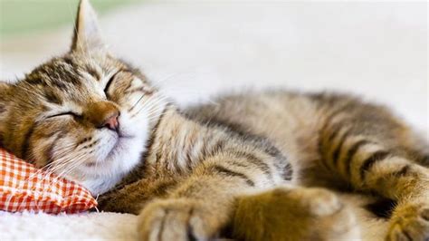 Titan (the divine beings that preceded the olympian deities). Popular Cat Names - The Top 100 Most Popular Cat Names in ...