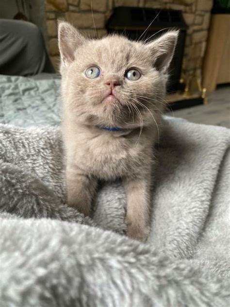 Now All Reserved Lilac British Shorthair Kitten Male In Nelson
