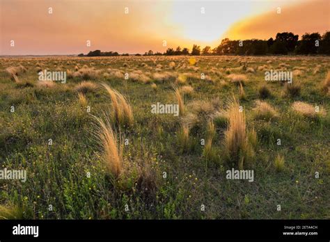 Paisaje De Pastizales De Pampas Provincia De La Pampa Patagonia