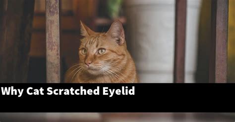 Why Cat Scratched Eyelid Catstopics