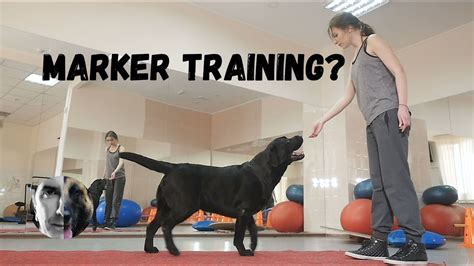 Marker Training Question Robert Cabral Dog Training Video Youtube