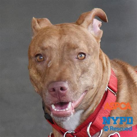 As always, newly arrived dogs are placed on a mandatory foster hold if a dog is not listed on our website, they are either already adopted or are not available for adoption. Adoptable Dogs | NYC Adoption Center | ASPCA