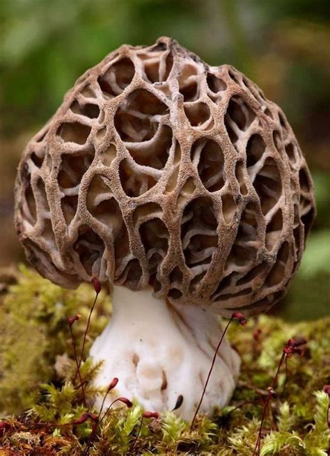 The 7 Most Bizarre Mushroom And Fungi Species In The World Stuffed