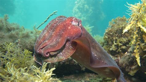 South Australias Local Marine Life Dive Shack