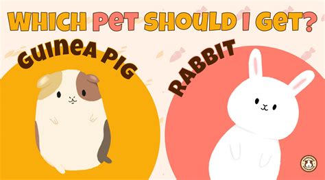 Rabbit Vs Guinea Pig Which Pet Should I Get With Infographic
