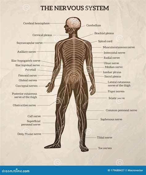 Human Nervous System Diagram