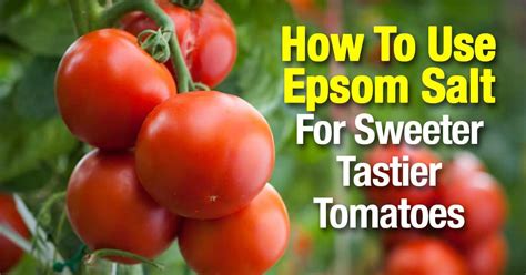 Epsom Salt For Tomatoes Make Them Sweeter And Tastier