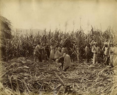 Amazing Photos Of Sugar Production In Jamaica From The Late 19th And