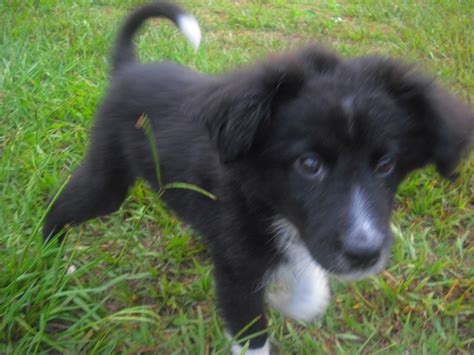 A complete and balanced puppy food with the correct balance of energy and nutrients to promote healthy digestion, skin and coat health and brain development. Flipper the Border Collie Puppy ~ Adopted | The Dog Liberator™