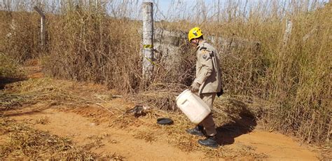 Gambá de orelha preta foi resgatado no Jardim Califórnia em Formosa