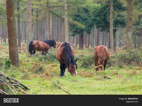 Basque Mountain Horse Image And Photo Free Trial Bigstock