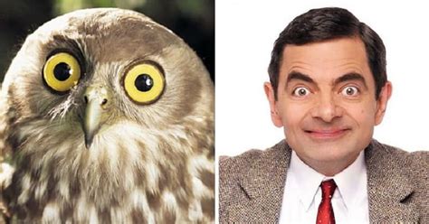 10 Pictures Of Animals That Totally Look Like Celebrities Page 3 Of