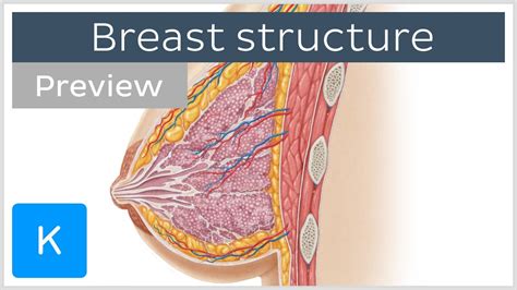 Structure And Anatomy Of The Female Breast Preview Human Anatomy