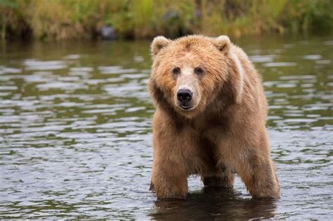 Animal Bear Cute Furry Grass Grizzly Bear Nature Outdoors Water