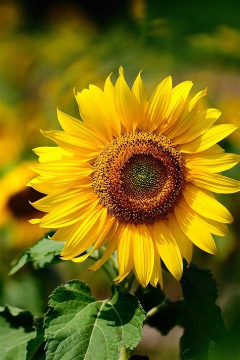 Wallpaper Yellow Flower Sunflower Summer Sunny Blurring Background