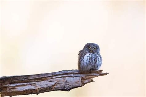 Chevechette De Savoie Par Thomas Delahaye Wildlife Owl Birds Nature