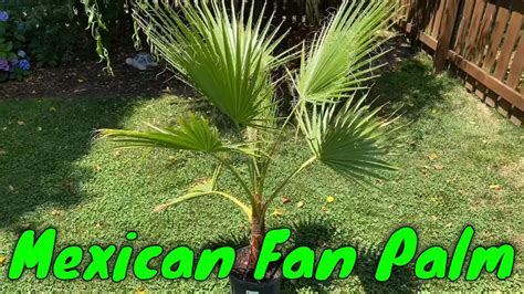 Mexican Fan Palm Washingtonia Robusta Youtube