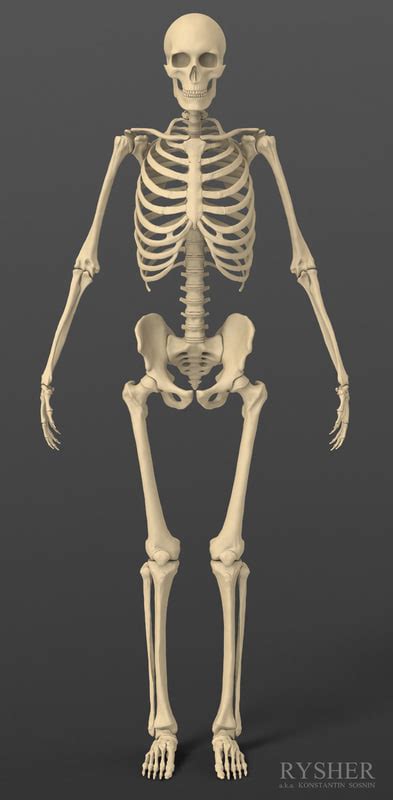 3d Model Human Male Skeleton Exact
