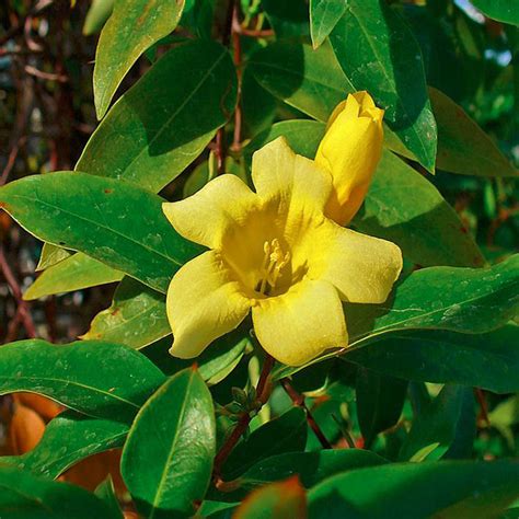 Carolina Jasmine Poisoning In Horses