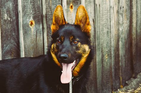 Free Images Fence Animal Canine Pet Portrait Black German