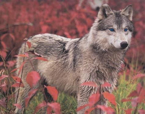 Pretty Wolves Amazing Wolves Images Pretty Wolf Wblue