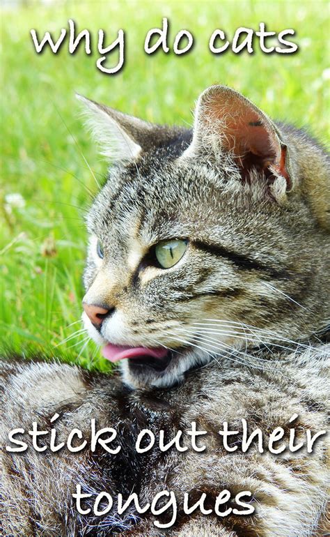 Why Do Cats Stick Their Tongue Out A Complete Guide